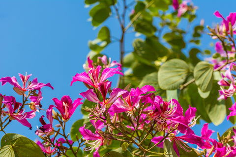 Kachar Tree & its Flowers