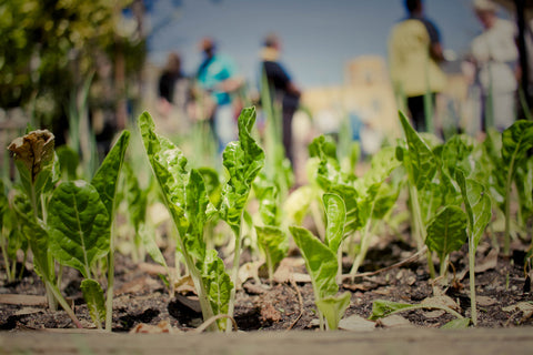 People In The Background of a Community Garden's Produce