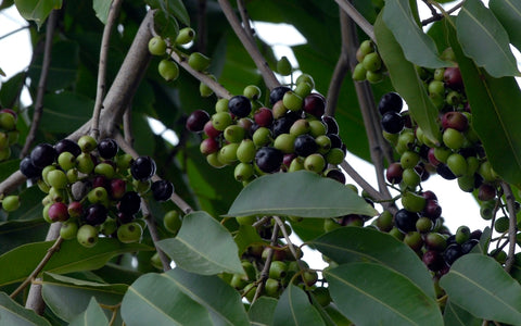 Jamun Fruits in the Wild