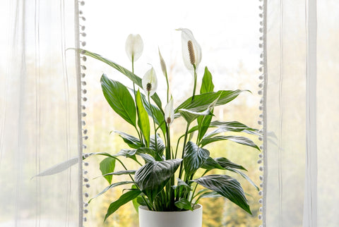 Peace Lily indoor plant benefits