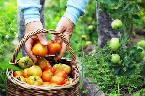 Growing & Harvesting Tomatoes