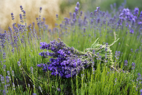 English Lavender