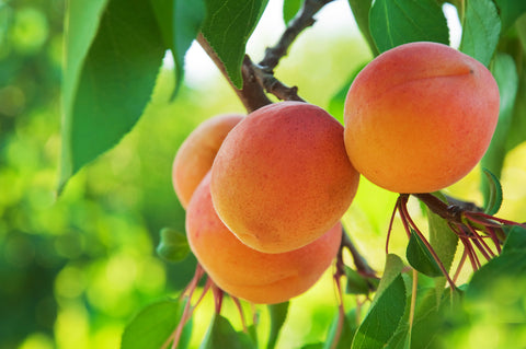Ripe Apricots on a Tree