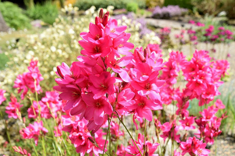 Pink Ixia Flowers
