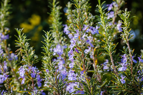 Rosemary Herb Plant