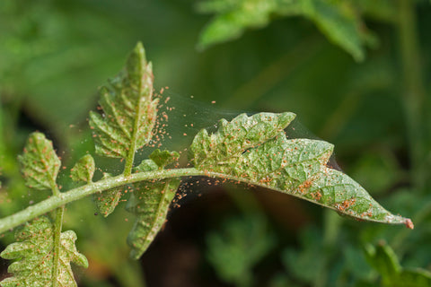 Red Spider Mites on Leaves