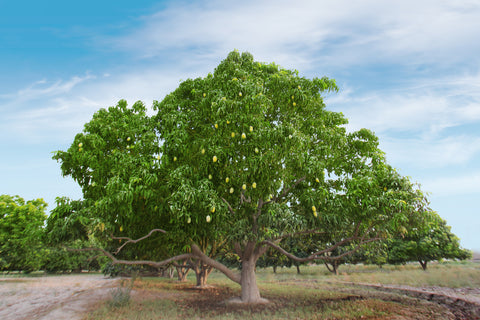 Large Mango Tree with Mangoes