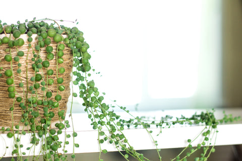 String of Pearls Succulent Plant