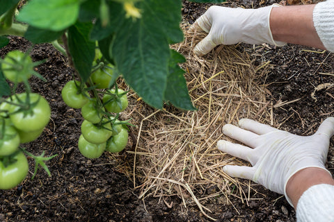 Nutrient Enrichment with Mulch