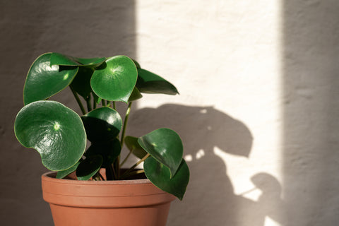 Raindrop Peperomia