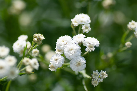 Close Up Baby's Breath Flowers