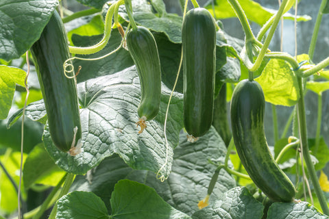 Hanging Zucchini Vegetables