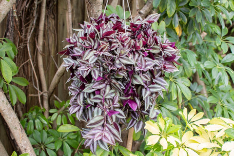 wandering jew with flowers