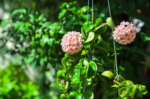 Pink Flowers of a Hoya Plant
