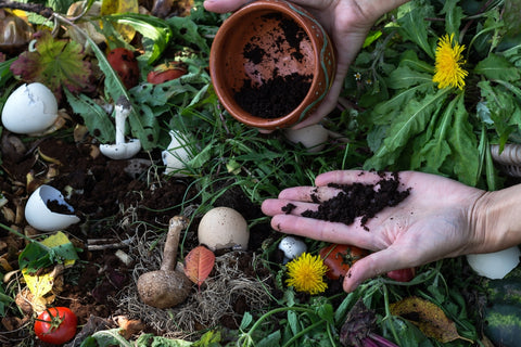 Coffee Beans in Compost