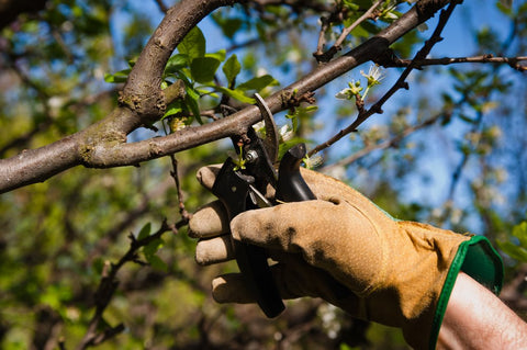 Tree Pruning