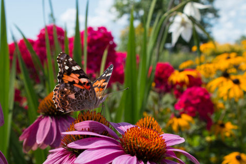 Butterflies in Pollinator Gardens