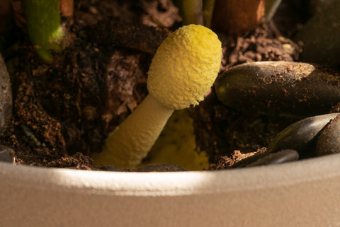 Single Yellow Mushroom in Potted Plant