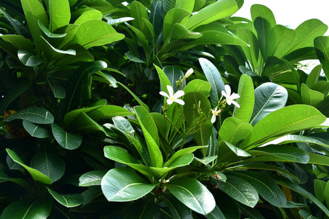 Champa Plant