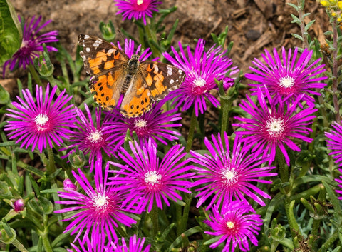Butterfly on Ice Plant