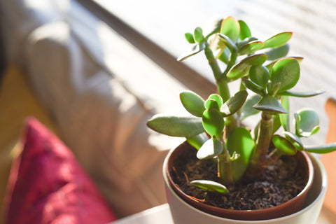 jade in sunlight: jade plant light needs