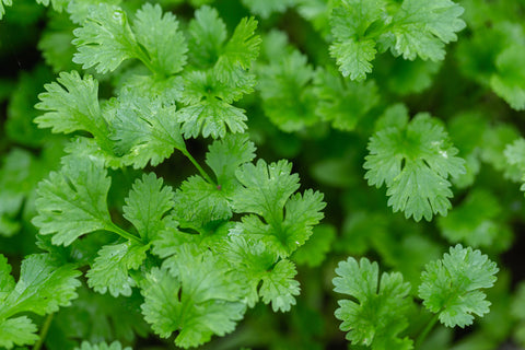 Coriander Plant Leaves