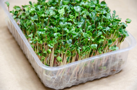 Radish Microgreen from Seed Kits