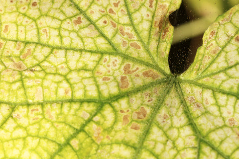 Spider Mites on the Downside of Leaves