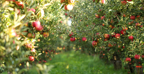 An Apple Orchard