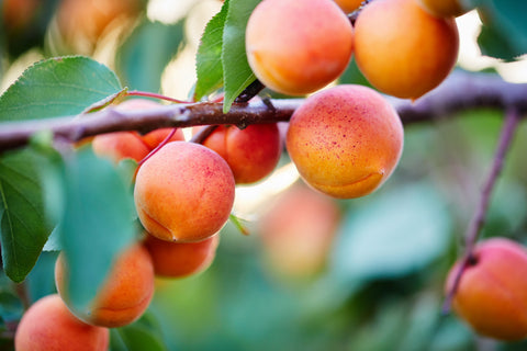 Pink Apricots on a Plant