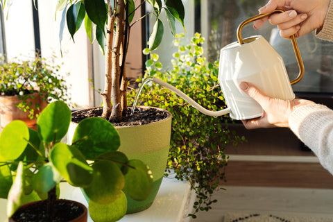 Watering Plants