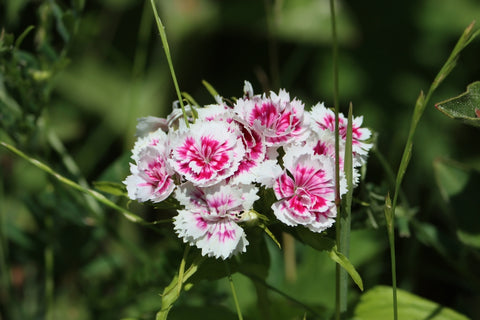 Dianthus Barbatus Flowers in Sunlight