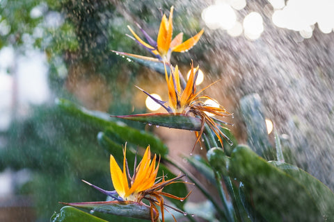 Bird of Paradise Flowers Being Watered