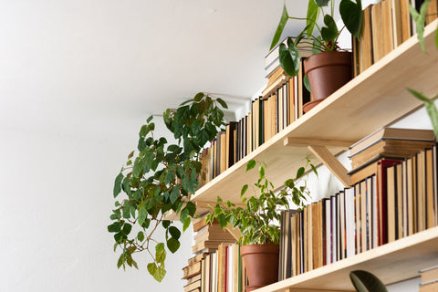 Bookshelf Plants