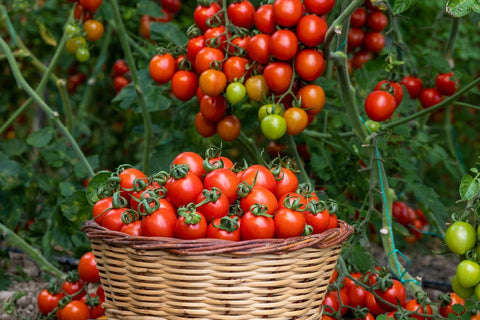 Cherry Tomatoes in a Basket and on a Tree