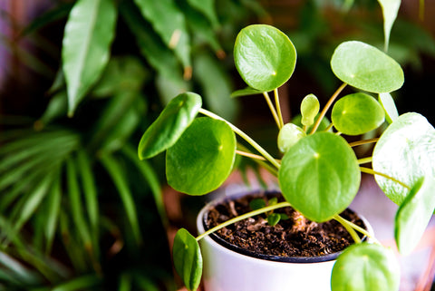 Chinese Money Plant or Pancake Plant