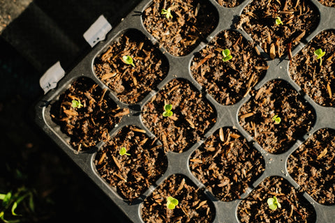 growing kohlrabi in cocopeat