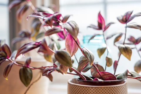 young wandering jew plant