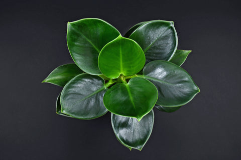 Philodendron Green Princess