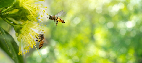 Bee Garden