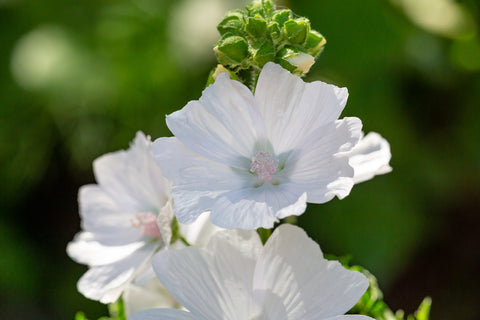 Musk Mallow Flowers