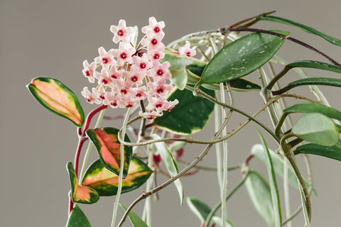 Hoya Carnosa 'Tricolor'