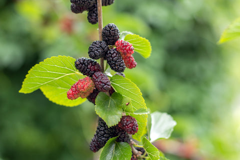 Mulberry Fruits on Trees