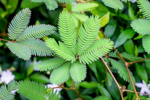 Sensitive Plant