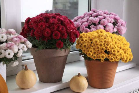 Potted Chrysanthemum Flowers