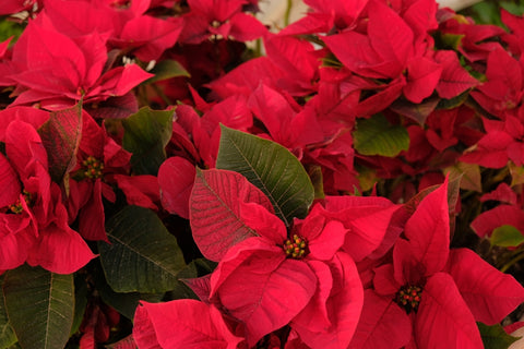 Poinsettias