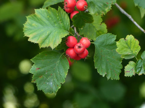 Leaves and Berries of the Hawthorn Plant