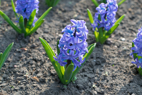 Blue Hyacinth Flowers