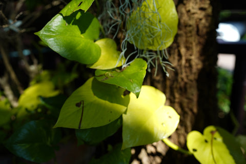 Hoya Plant in Sunlight