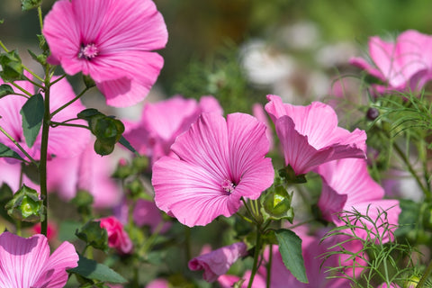 Rose Mallow Flowers